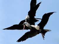 Mine Mine Mine Fighting Frigates  Magnificant Frigatebirds fighting over fish, Mexico
